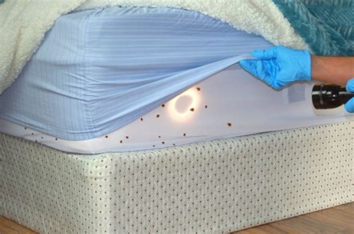 Bed bug exterminator near me