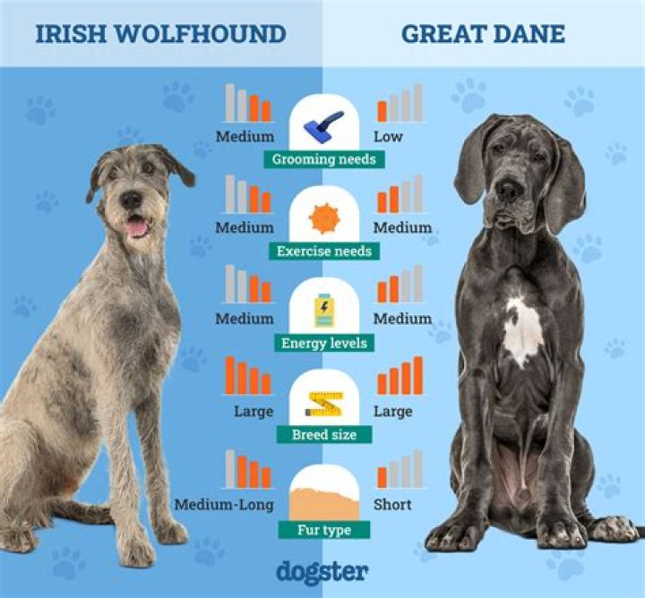 Great Dane Vs Wolf - How To Discuss