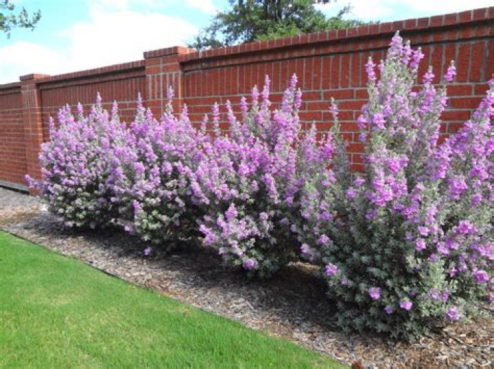 Texas sage silverado - How To Discuss